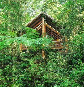 The Canopy Rainforest Tree Houses And Wildlife Sanctuary - Accommodation in Surfers Paradise 5