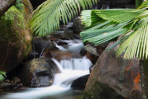 Daintree Secrets (Award Winning Retreat) - Accommodation in Surfers Paradise 1
