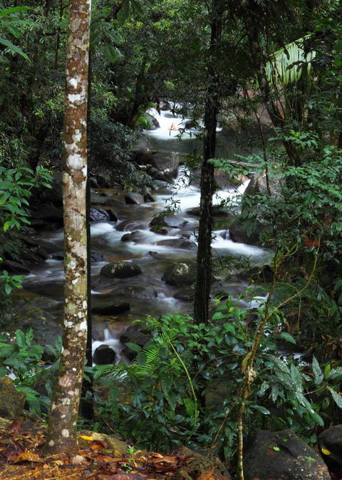 Daintree Secrets (Award Winning Retreat) - Accommodation in Surfers Paradise 2