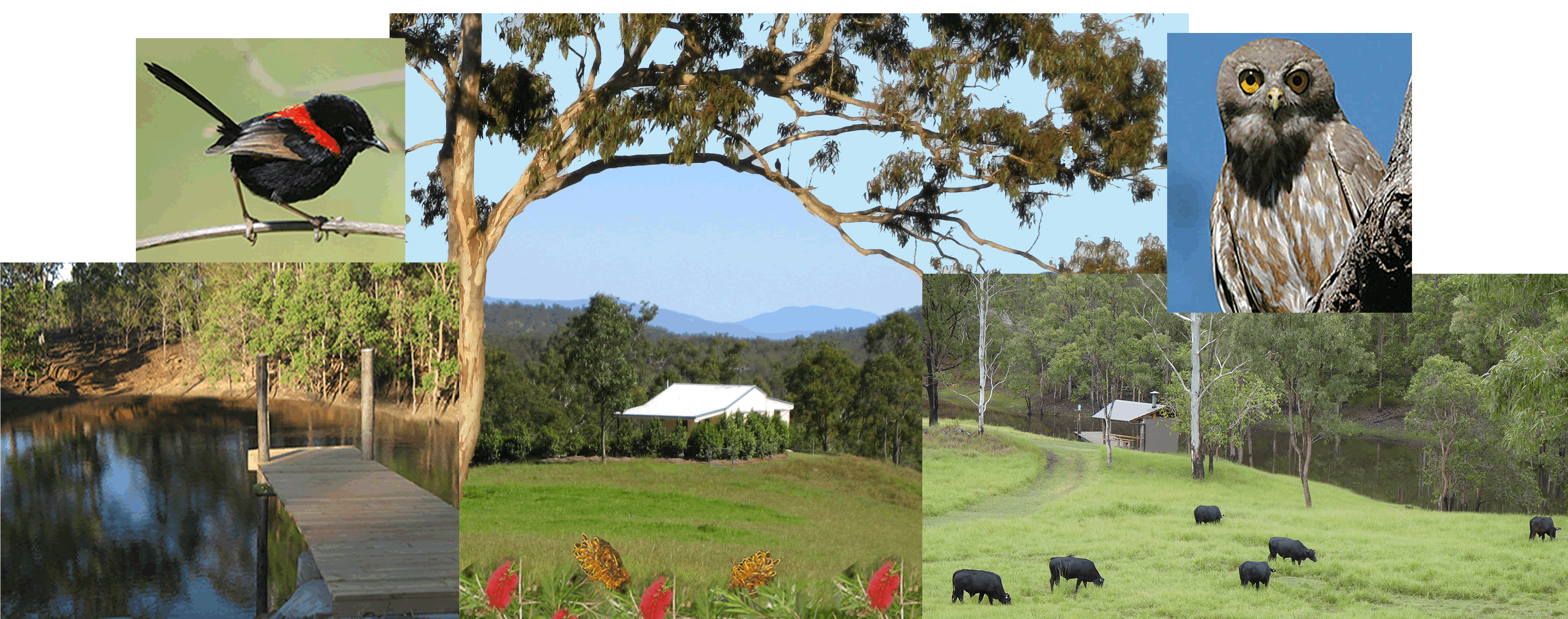 Barking Owl Retreat - Accommodation in Surfers Paradise