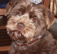 Lagoon Pocket Bed and Breakfast - Accommodation in Surfers Paradise