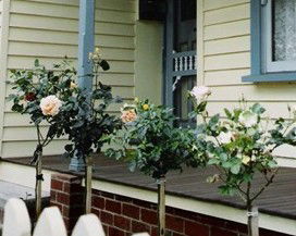 Rose Cottage Bed & Breakfast - Accommodation in Surfers Paradise 3