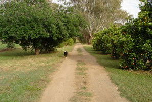 Murray Bank Holiday Units And Yabby Farm - Accommodation in Surfers Paradise 5