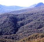 Callicoma Hill Eco-Cabins - Accommodation in Surfers Paradise