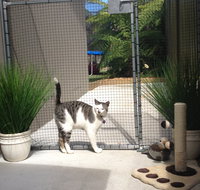 Caringbah Cat Hotel - Accommodation in Surfers Paradise