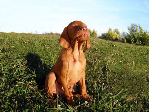 Wingham Pet Motel - Accommodation in Surfers Paradise 0