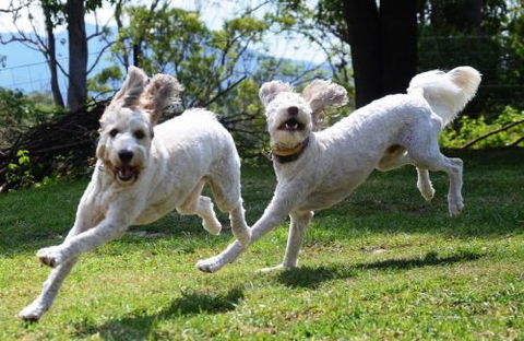 Wingham Pet Motel - Accommodation in Surfers Paradise 4