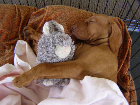 Wingham Pet Motel - Accommodation in Surfers Paradise 6