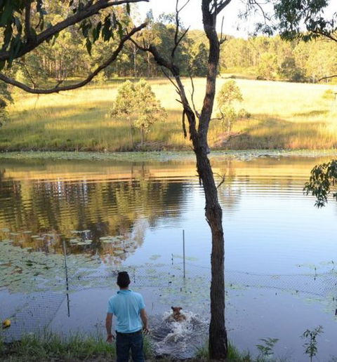 Wingham Pet Motel - Accommodation in Surfers Paradise 7