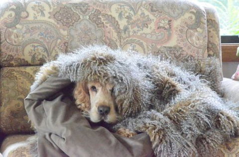 Wingham Pet Motel - Accommodation in Surfers Paradise 8