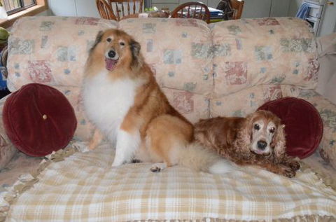 Wingham Pet Motel - Accommodation in Surfers Paradise 9