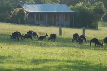 Worrowing At Jervis Bay - Accommodation in Surfers Paradise 62