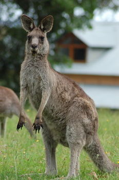 Worrowing At Jervis Bay - Accommodation in Surfers Paradise 78