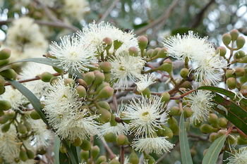 The Retreat At Froog-Moore Park - Accommodation in Surfers Paradise 51