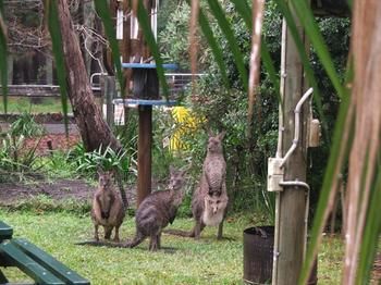 Jervis Bay Cabins - Accommodation in Surfers Paradise 6