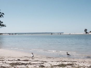 Huskisson Beach Bed And Breakfast - Accommodation in Surfers Paradise 3