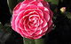 Cloverlea Gardens Bed And Breakfast - thumb 0