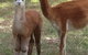 Chestnut Springs - thumb 6