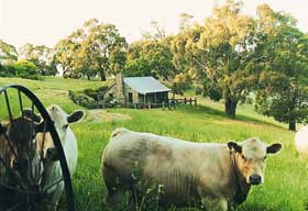 Adelaide Hills Country Cottages - Gum Tree Cottage - Accommodation in Surfers Paradise 1