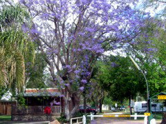 BIG4 Forbes Holiday Park - Accommodation in Surfers Paradise 3