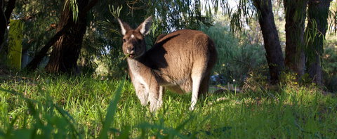 Gracetown Caravan Park - Accommodation in Surfers Paradise 3