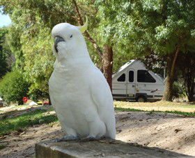 Glamping In The Grampians - Halls Gap Lakeside Tourist Park - Accommodation in Surfers Paradise 2