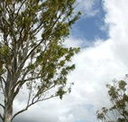 Glen Villa Resort and Tourist Park Casino - Accommodation in Surfers Paradise