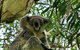 Flynns Beach Caravan Park - thumb 4