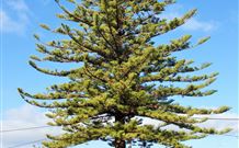 Town Centre Motel - Leeton - Accommodation in Surfers Paradise 5