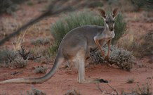 Stony Creek Farm B And B - Accommodation in Surfers Paradise 1