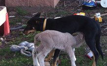 Venterfair Rural Retreat - Accommodation in Surfers Paradise 8