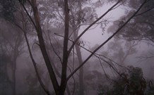 SeaChange Holiday Cottage And SeaStay Cottage - Accommodation in Surfers Paradise 4