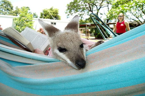 Myella Farmstay - Baralaba - Accommodation in Surfers Paradise 6