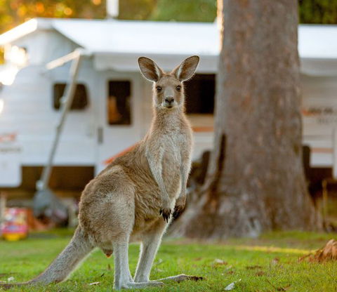 BIG4 Sunshine South West Rocks Holiday Park - Accommodation in Surfers Paradise 5
