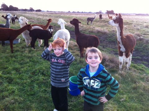 Grange Cleveland Winery Retreat - Accommodation in Surfers Paradise 3