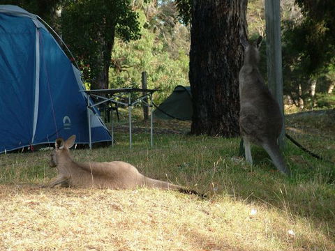 Grampians Paradise Camping And Caravan Parkland - Accommodation in Surfers Paradise 8