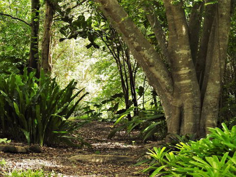 'The Dales' Boutique Bed And Breakfast - Accommodation in Surfers Paradise 7