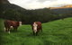 Amaroo Valley Springs - thumb 2