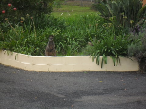 The Malone's Bed And Breakfast Guest Rooms - Accommodation in Surfers Paradise 6