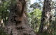 Valley Of The Giants Cottage - thumb 0