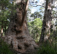 Valley of the Giants Cottage - Accommodation in Surfers Paradise