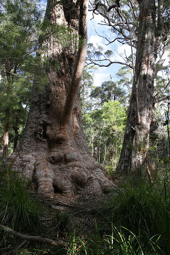 Valley Of The Giants Cottage - Accommodation in Surfers Paradise 0