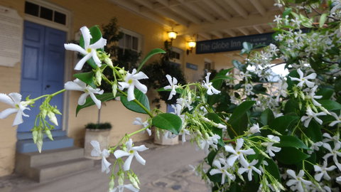 The Globe Inn - Accommodation in Surfers Paradise 1