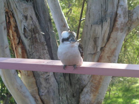 Kookaburra Dreaming - Accommodation in Surfers Paradise 0