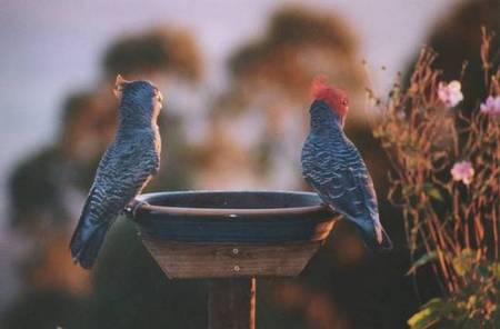 Lyrebird Cottages - Accommodation in Surfers Paradise 2