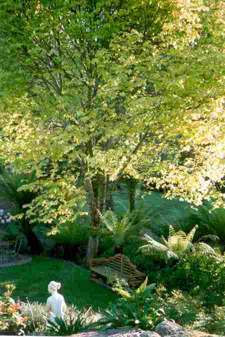 Mast Gully Gardens - Accommodation in Surfers Paradise 4