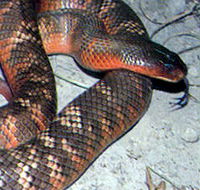 Armadale Reptile  Wildlife Centre - Accommodation in Surfers Paradise