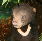 Perth Zoo - Accommodation in Surfers Paradise