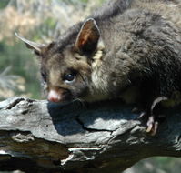 Moonlit Sanctuary Wildlife Conservation Park - Accommodation in Surfers Paradise