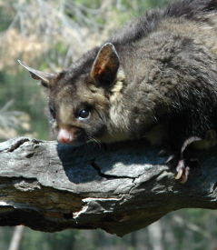 Moonlit Sanctuary Wildlife Conservation Park - Accommodation in Surfers Paradise 0